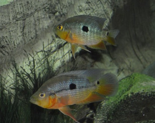 Caquetaia Spectabilis