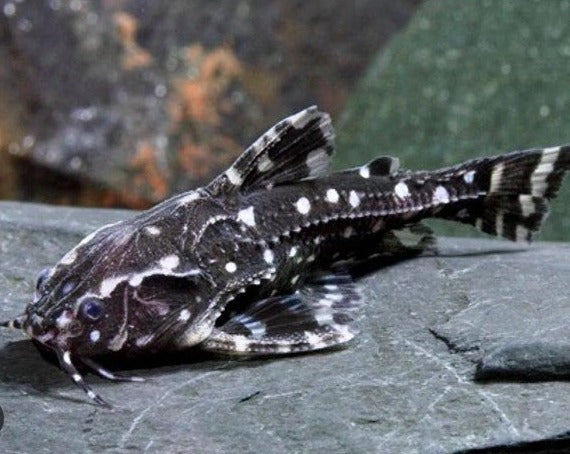 Spotted Raphael Catfish