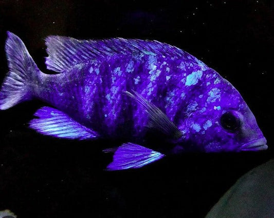 Placidochromis sp. Phenochilus Tanzania "Star Sapphire"