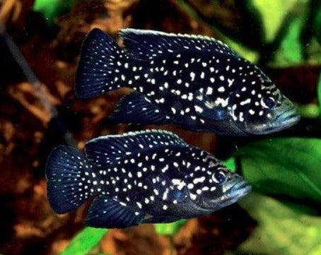 Paratilapia Polleni "Starry Night Bleekeri"