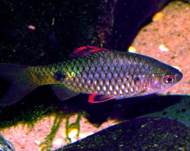 Stoliczkana Barb