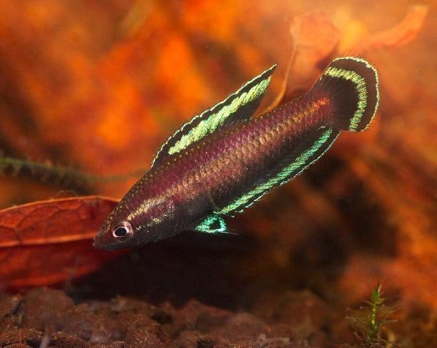 Strawberry Licorice Gourami