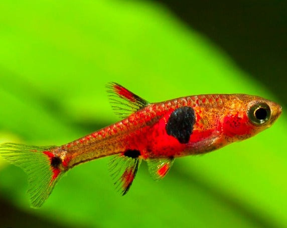 Strawberry Rasbora