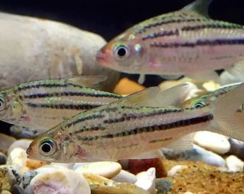 Striped Barb