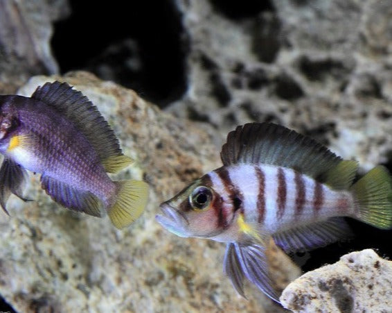 Altolamprologus Compressiceps "Sumbu Dwarf"