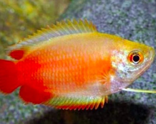 Sunset Honey Dwarf Gourami