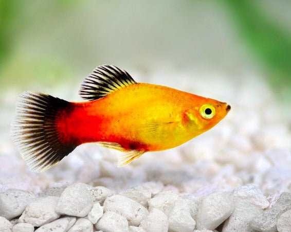 Sunset Platy
