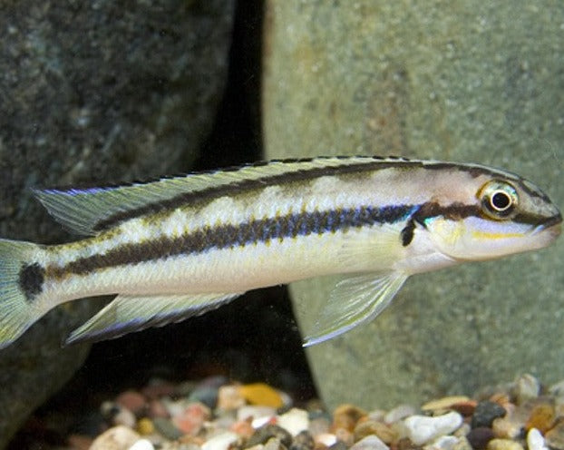 Telmatochromis Vittatus