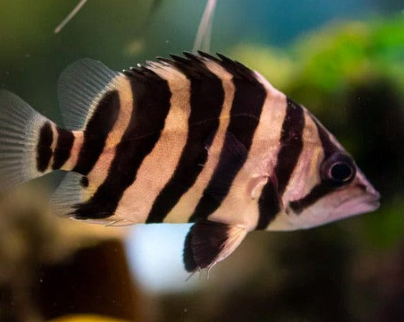 Thin Bar Gold Siamese Tiger Fish
