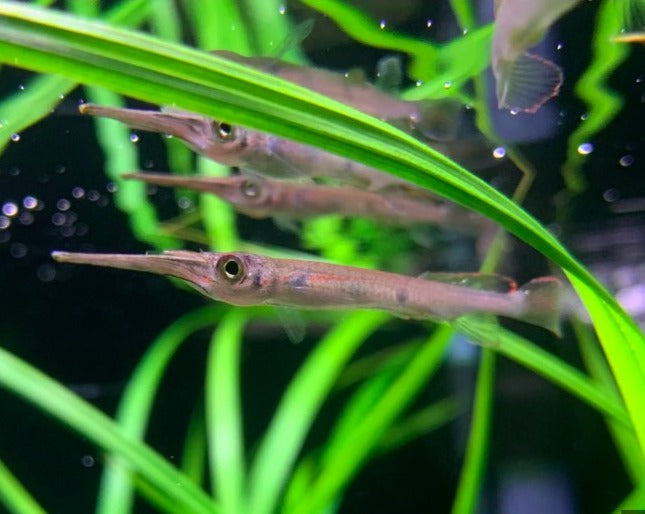 Three Spot Halfbeak