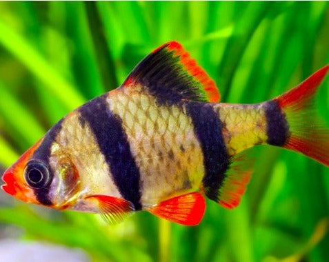 Tiger Barb