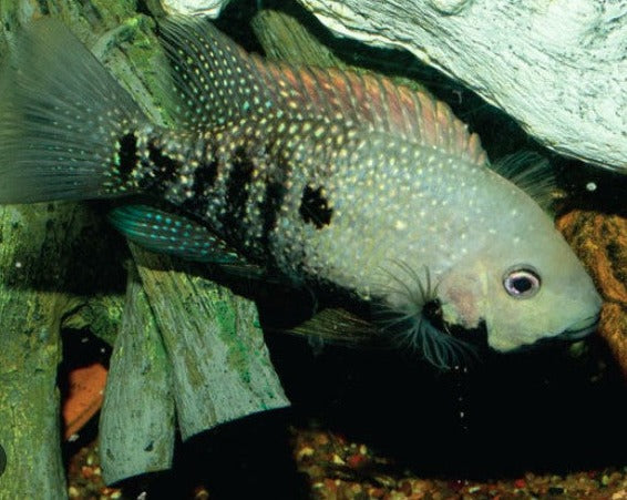 Herichthys Tamasopoensis "Tomasopo Cichlid"