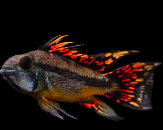 Apistogramma Cacatuoides "Triple Red"