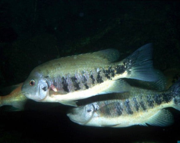 Tomocichla Tuba "Tuba Cichlid"