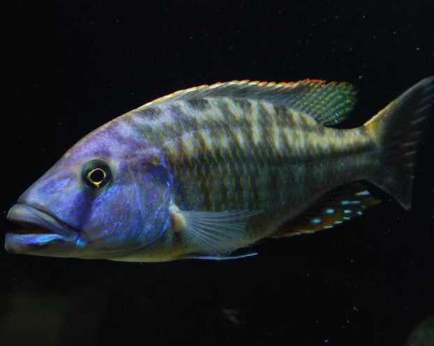 Tyrannochromis Maculiceps