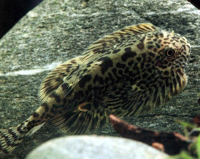 Vietnam Porcupine Hillstream Loach