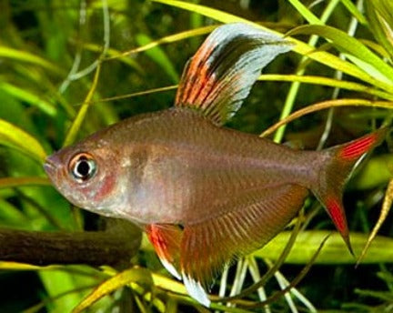 White Fin Tetra