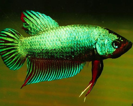 Wild Green Dragon Betta