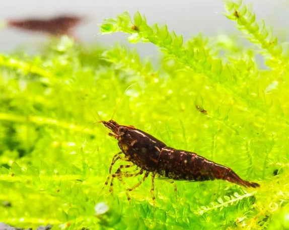 Wild/Assorted Shrimp