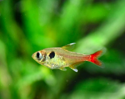 Yellow Phantom Tetra