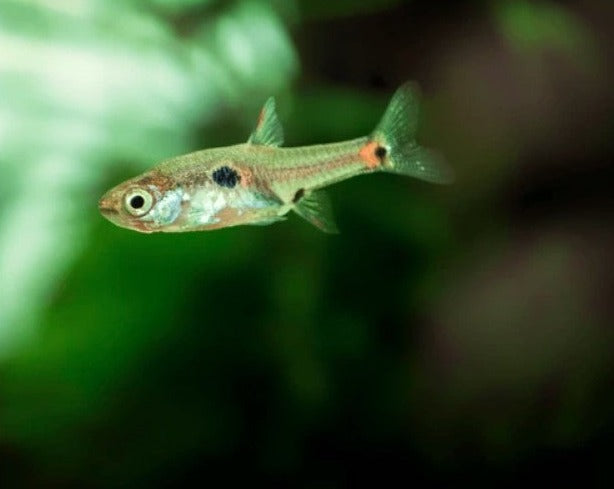 Yellow Polka dot Rasbora