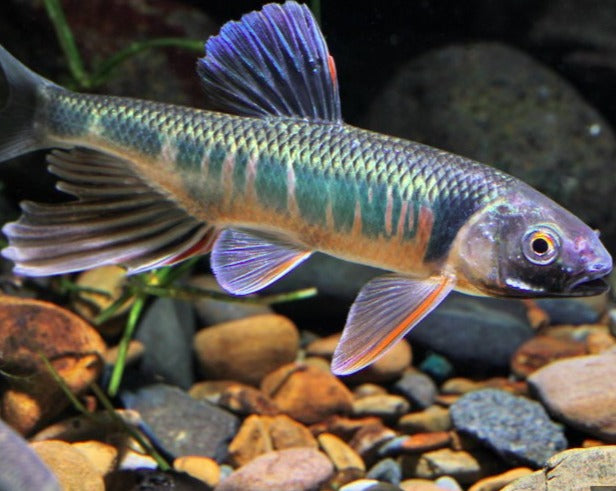 Pale Chub Danios