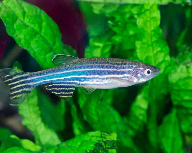 Zebra Danios