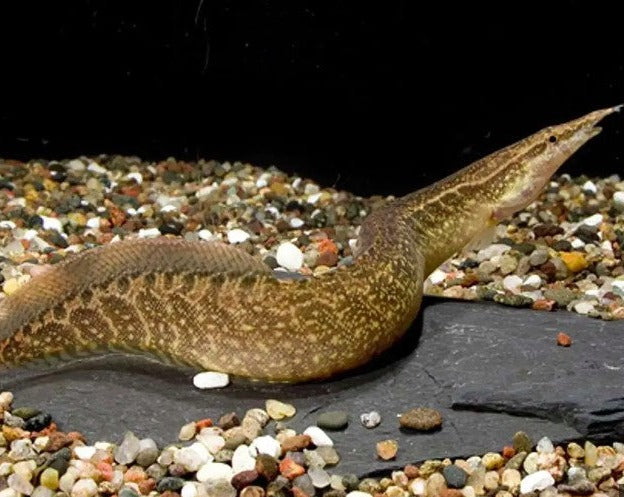 Zig Zag Eel