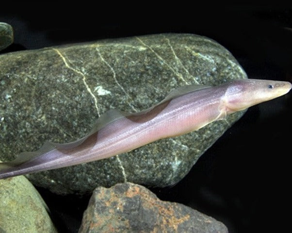 Aba Aba Knife Fish