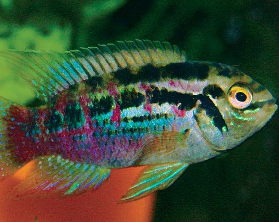 Laetacara araguaiae "Bucklekopf Acara"