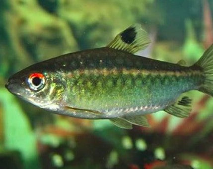 African Red Eye Tetra