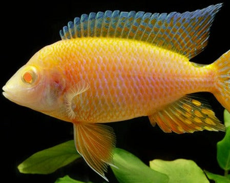 Aulonocara Sp. "Maleri Albino"