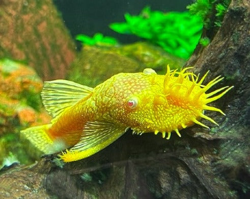 Bushynose Pleco - Albino