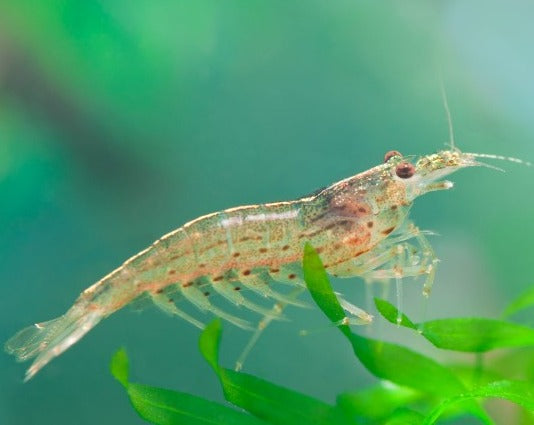 Amano Shrimp