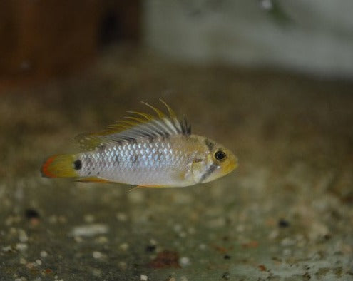 Apistogramma Baenschi