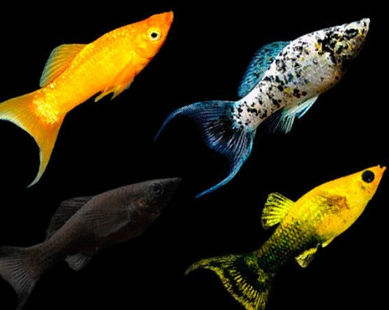 Poecilia Sphenops "Assorted Molly"