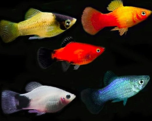 Assorted Platy
