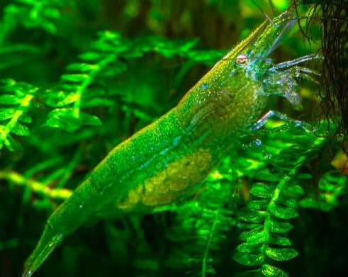 Green Babaulti Shrimp