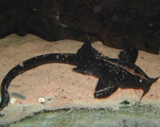 Banjo Catfish