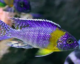 Aulonocara Sp. "Maulana Bicolor"
