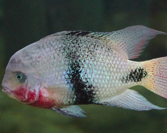 Vieja Maculicauda "Black Belt Cichlid"