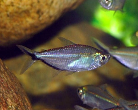 Black Line Tetra