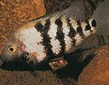 Black Throat Macracanthus