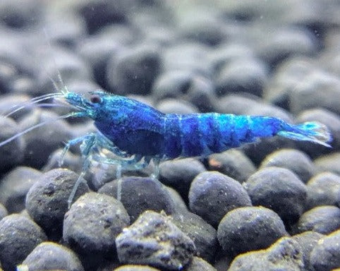 Blue Bolts Shrimp
