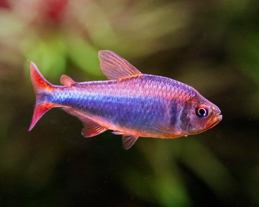 Blueberry Tetra