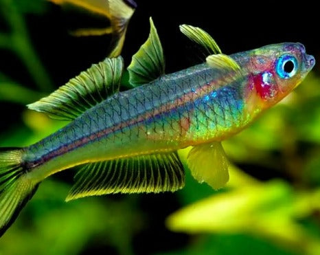 Forktail Blue Eye Rainbow