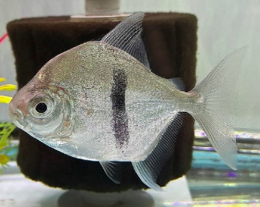 Blue Hook Silver Dollar