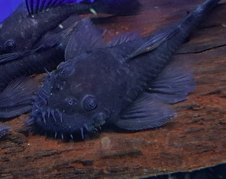 Medusa Pleco - Blue - LDA74