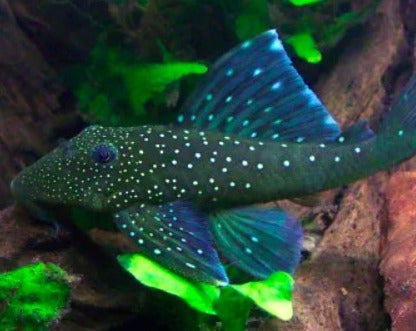 Hemiancistrus "Blue Phantom Pleco" L128