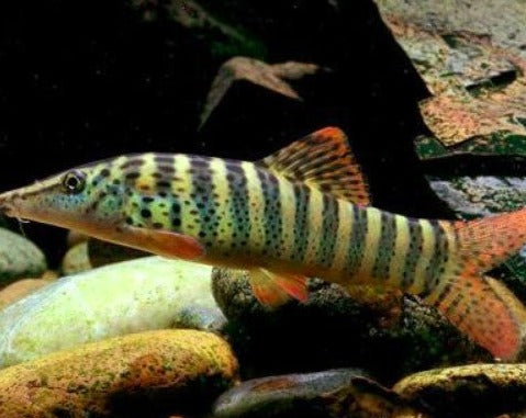 Blyth's Loach